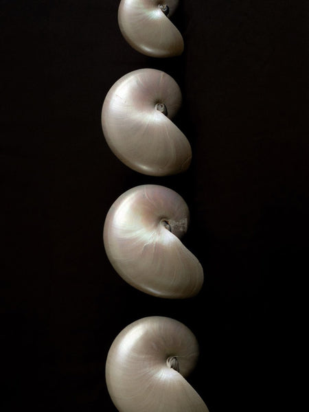 Pearly Shell Gold Earrings